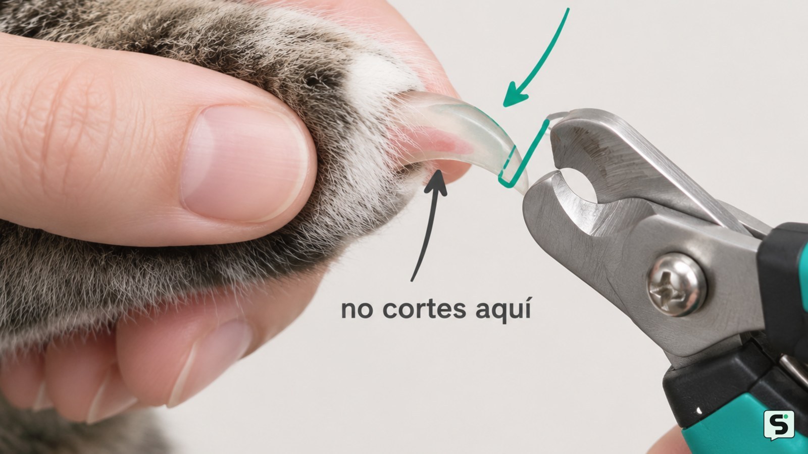 Cómo cortar las uñas de un gato: sin lastimarlo