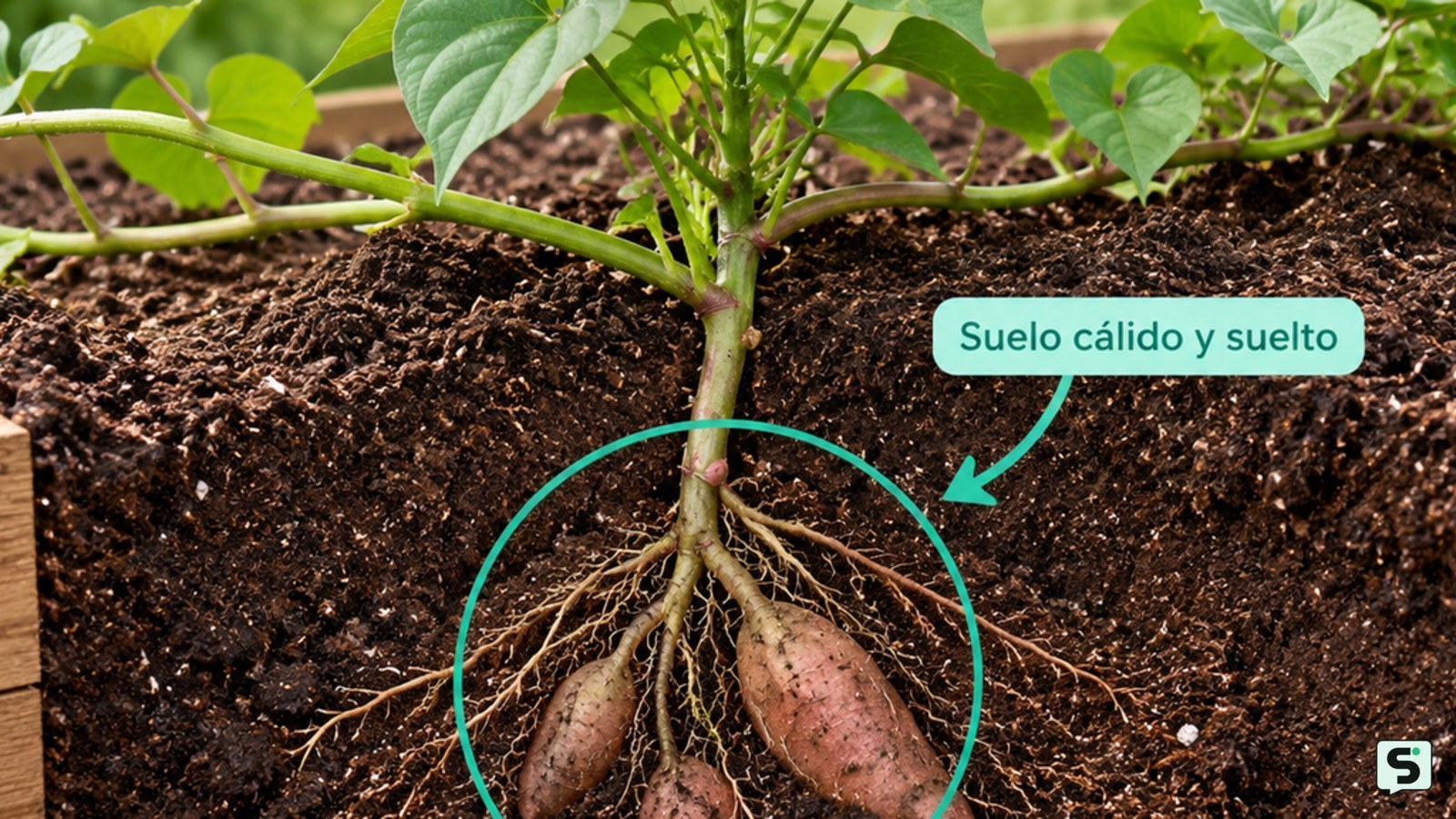 Cómo cultivar batatas: siembra y cosecha