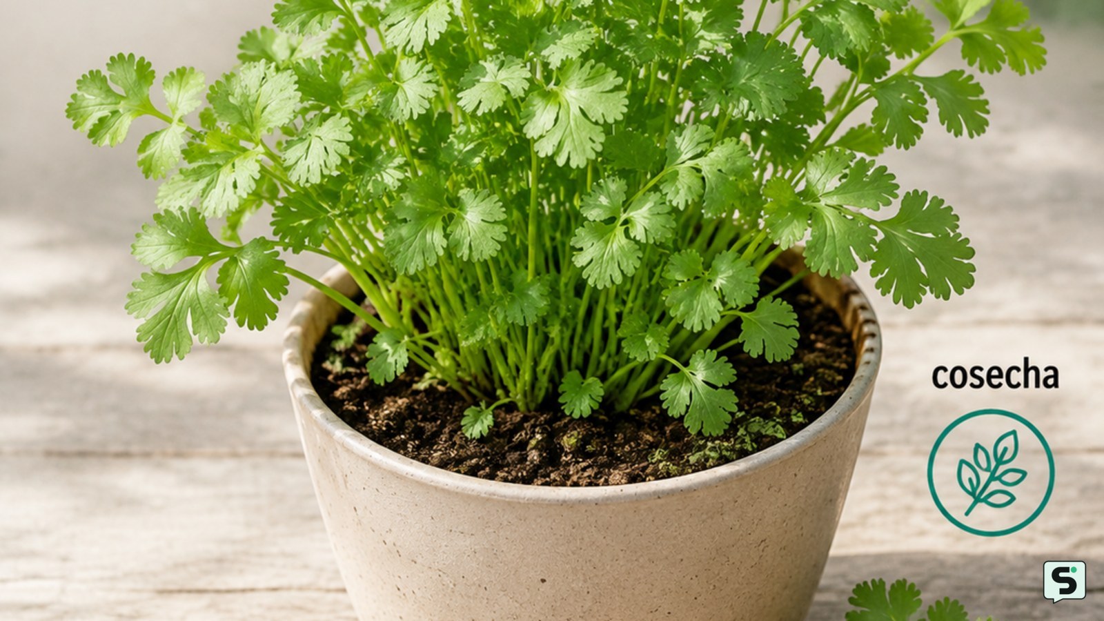 Cómo cultivar cilantro: cosecha continua