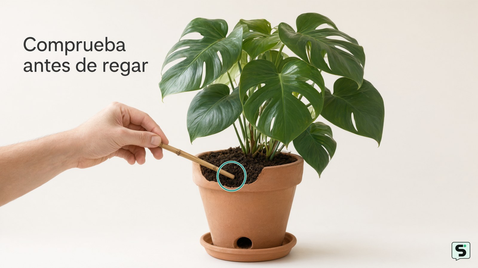 Cómo mantener vivas las plantas: cuidados básicos