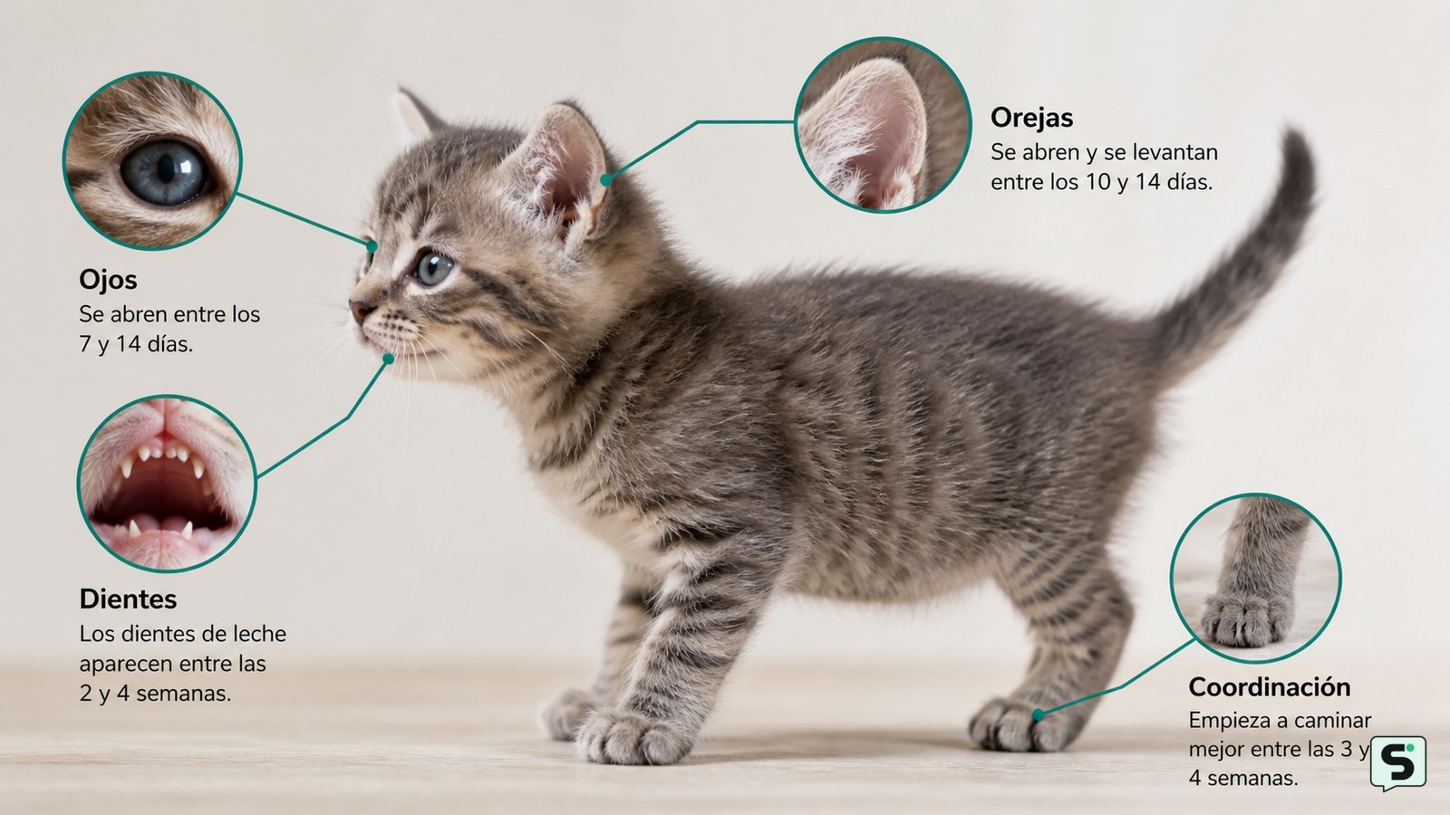 Cómo saber la edad de un gatito: señales claras