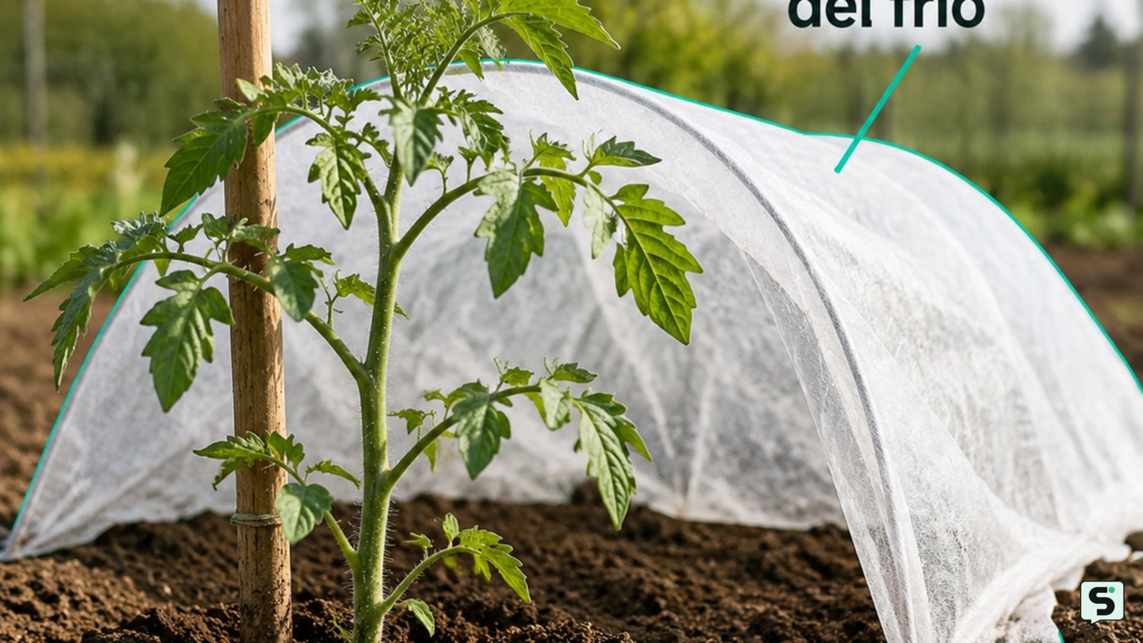 Cuándo plantar tomates: guía práctica